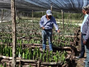 Fomentan en la región Sur la siembra de Pitajaya para la exportación