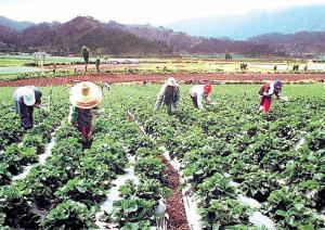 Sector agropecuario podrá cubrir 100% de demanda alimentaria del país en 2020