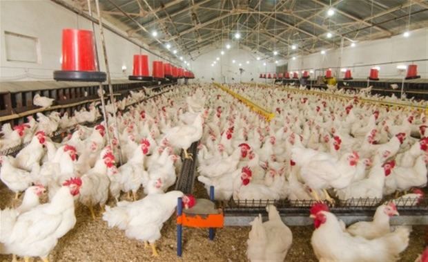 El PRM dice importaciones de pollos causan daño a los productores nacionales