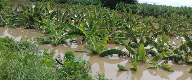 Irma y María afectaron 9 % de producción agrícola en la RD