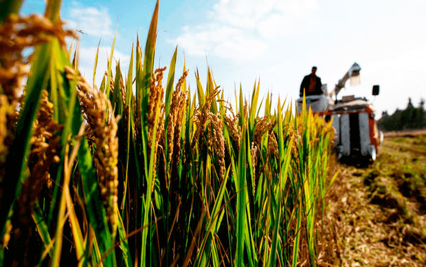 Banreservas aprueba RD$6,000 millones para producción de arroz 2021-2022