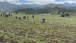 Productores agrícolas recolectando la cossecha.