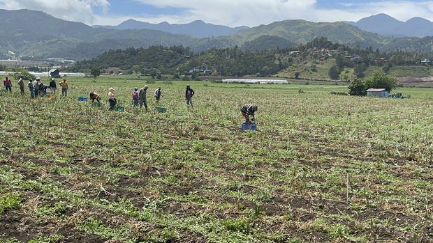 Productores agrícolas recolectando la cossecha.