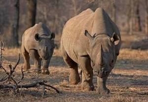 Crean banco de ADN de rinocerontes para luchar contra los cazadores furtivos