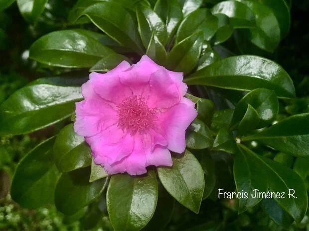 Rosa de Bayahibe.