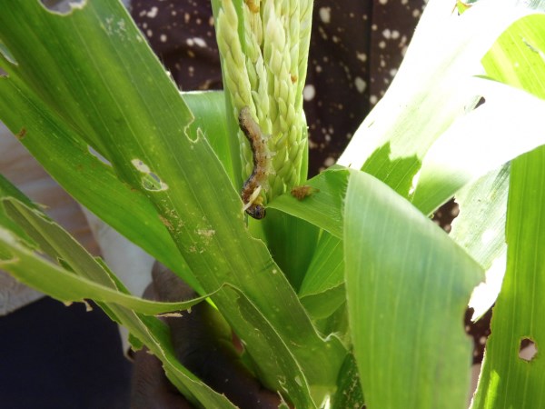 Vista de una planta de maíz infestada por gusanos.