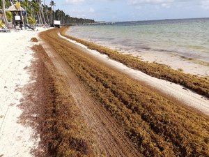 Medio Ambiente: el sargazo es una: 