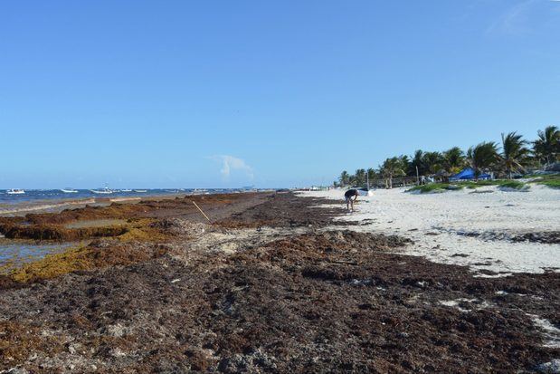 Asonahores lanza licitación para sistema de contención del sargazo en las playas del Este