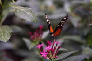 Mariposa monarca ocupa un 64% más de superficie de bosque en México en temporada 2025-2026