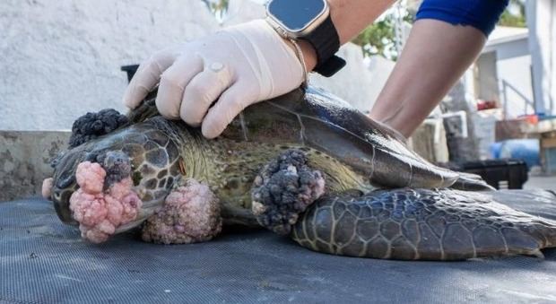 Virus amenaza la vida de tortugas marinas en RD.