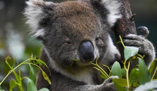 Australia: detienen tala para crear refugio para los koalas.