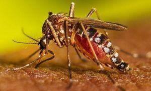 República Dominicana reporta más de 46 mil casos sospechosos de malaria en 2025