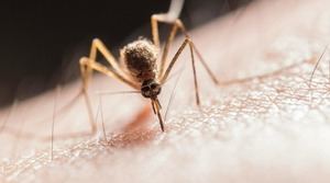 Aumento de malaria en 2024: 282 millones de casos reportados