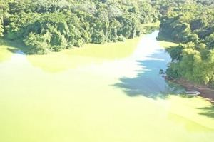 Floración de algas tiñe de verde la presa de Hatillo