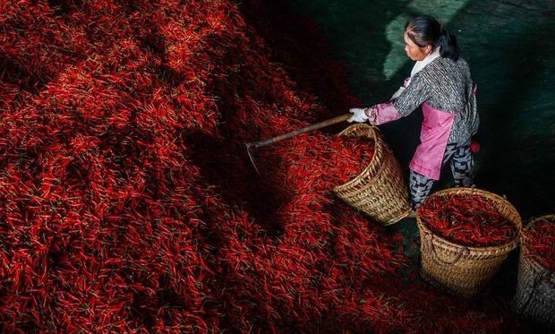 Una trabajadora empaca chiles en canastas en una fábrica de secado de chiles en la ciudad de Bijie, en la provincia suroccidental de Guizhou, China