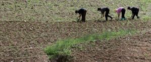 Corea del Norte enfrenta una “sequía sin precedentes” y activa medidas de emergencia