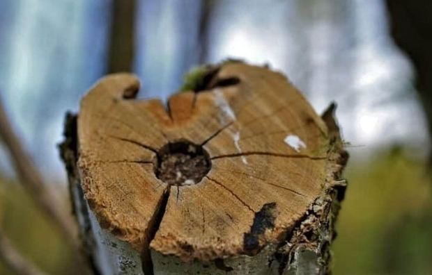 Deforestación mundial: la ONU confirma que se frena, pero alerta de una pérdida de bosques todavía insostenible.