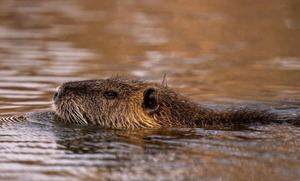 Día Internacional de los Derechos de los Animales: reflexión y acción