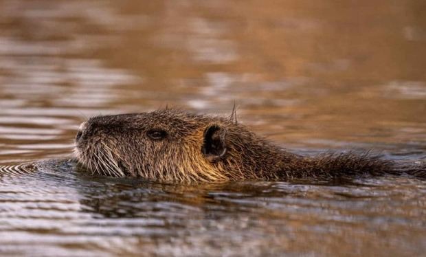Día Internacional de los Derechos de los Animales: Reflexión y acción.