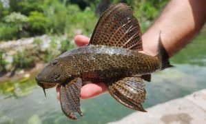 Pez diablo: la amenaza silenciosa que se expande por ríos y lagunas de RD