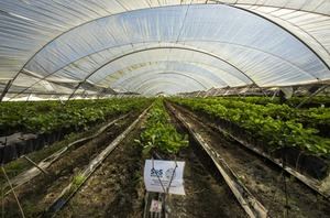 Pruebas experimentales con filas de fresas pulverizadas con el producto Marine Symbiotic. SOS Biotech