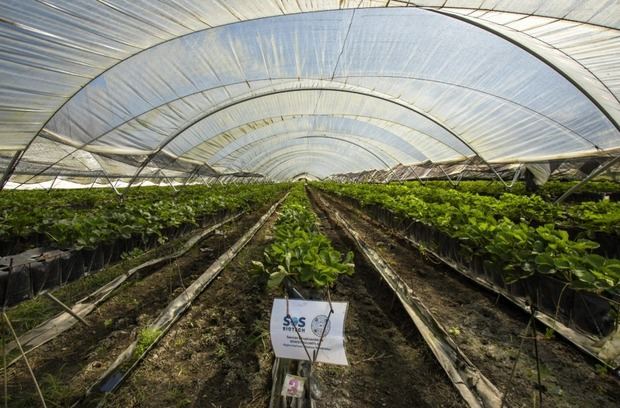 Pruebas experimentales con filas de fresas pulverizadas con el producto Marine Symbiotic. SOS Biotech