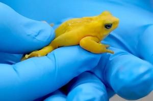 Rana dorada podría regresar a Panamá tras 20 años en cautiverio