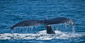 644 avistamientos de ballenas jorobadas en el Banco de Navidad