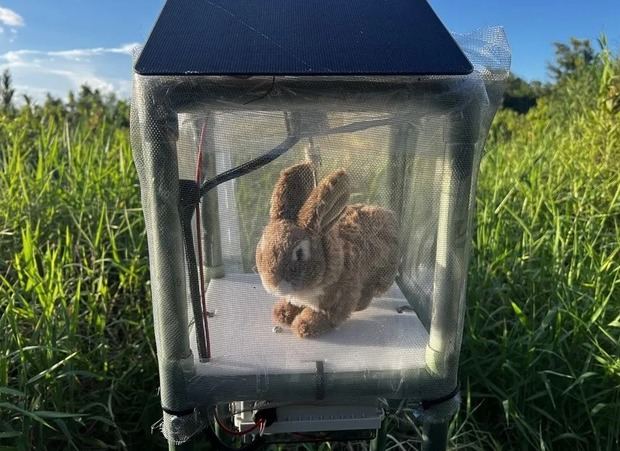 Captura de video cedida por South Florida Water Management District donde se observa a un conejo robot como señuelo en Florida (Estados Unidos). 