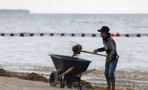 Voluntarios luchan contra el sargazo en Puerto Rico