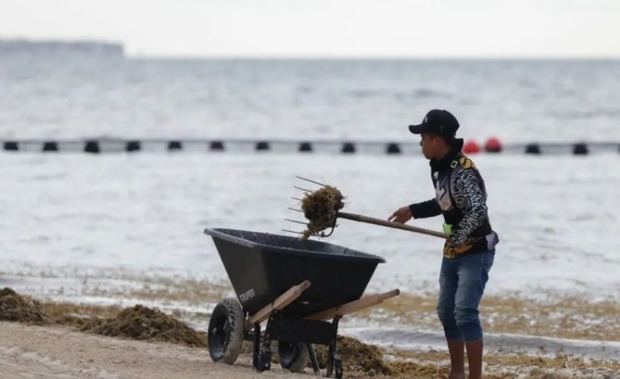 Voluntarios luchan contra el sargazo en Puerto Rico