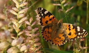 Descubren que las mariposas migran en direcciones opuestas según el hemisferio