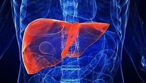 Descubren mecanismo que reduce inflamación en cirrosis hepática