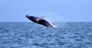 Inauguran temporada de avistamiento de ballenas jorobadas en Samaná
