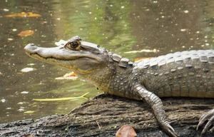 Medio Ambiente aprueba importación de monos y caimanes al Zoodom