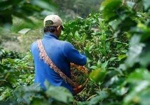 El cambio climático amenaza la producción de café