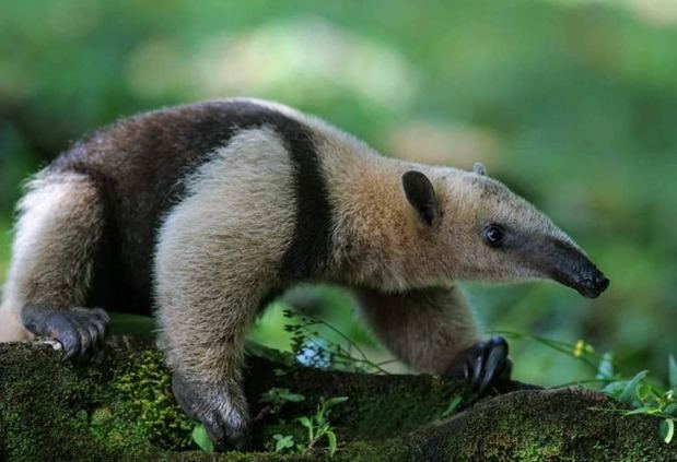 Oso hormiguero desorientado sorprende a familia dominicana.