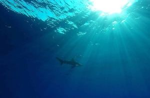 Prohibido el comercio de manta raya y tiburones