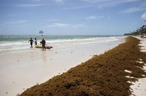 República Dominicana combate el sargazo en sus playas