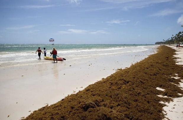 Fotografía del sargazo aglomerado, el 9 de julio de 2025, en una de las playas de Punta Cana (República Dominicana). EFE/Orlando Barría
