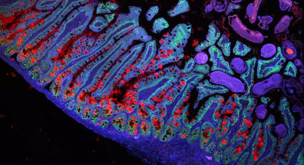 Imagen que muestra el intestino delgado humano.