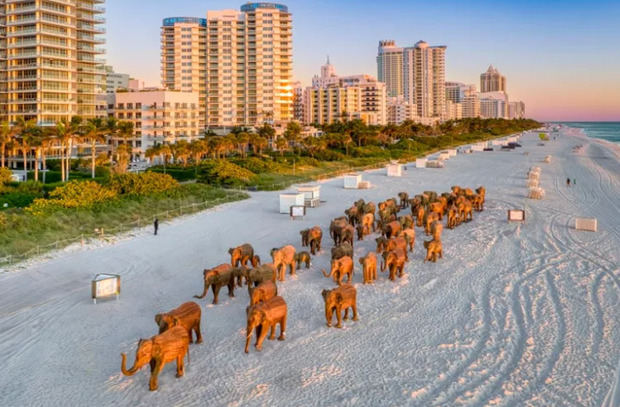 Fotografía cedida por Lee Smith donde se muestra la instalación 'The Great Elephant Migration', un conjunto de esculturas de elefantes indios a tamaño natural puestos en la playa de Miami Beach, Florida (Estados Unidos)