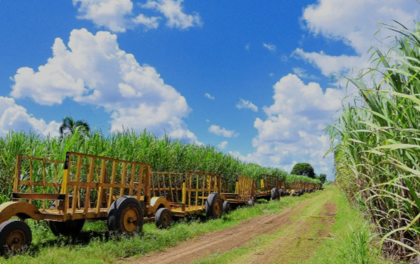 Comerciantes saludan levanten restricciones exportación azúcar a EU a  Central Romana Corporation.