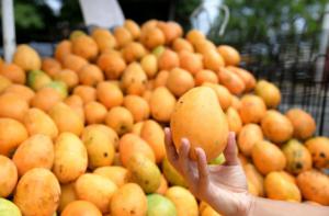 Tradicional feria de mango se celebrará en Baní del 18 al 22 de junio