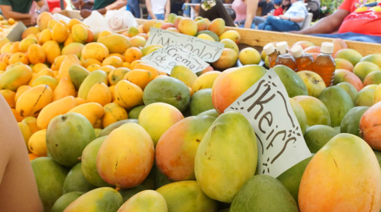 Las exportaciones de mango superan los 50 millones de dólares al año.