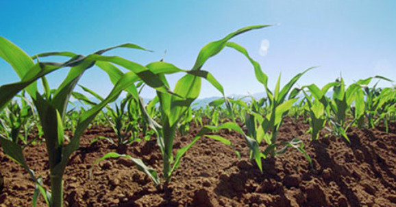 El desarrollo rural: clave para la seguridad alimentaria y la sostenibilidad del planeta