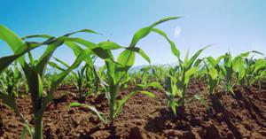 El desarrollo rural: clave para la seguridad alimentaria y la sostenibilidad del planeta