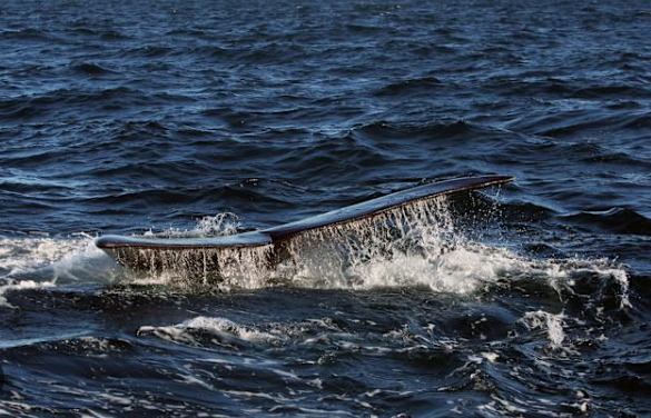 Las heces de las ballenas revelan el aumento de algas tóxicas causado por el calentamiento