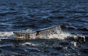 Las heces de las ballenas revelan el aumento de algas tóxicas causado por el calentamiento