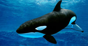 Día Mundial de las Orcas 2025: amenazas humanas y cambio climático